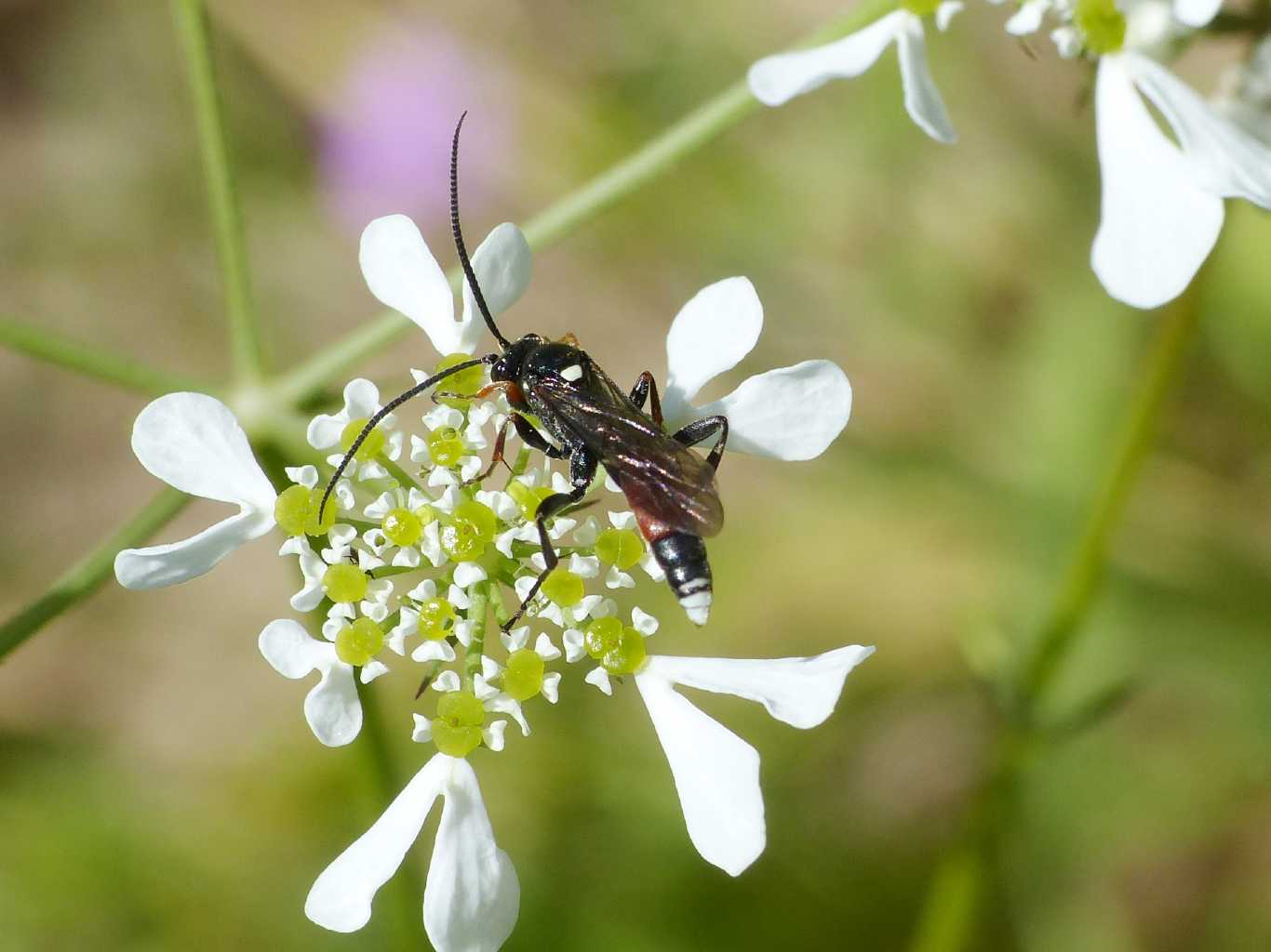 Piccolo Ichneumonidae: Ichneumon insidiosus?